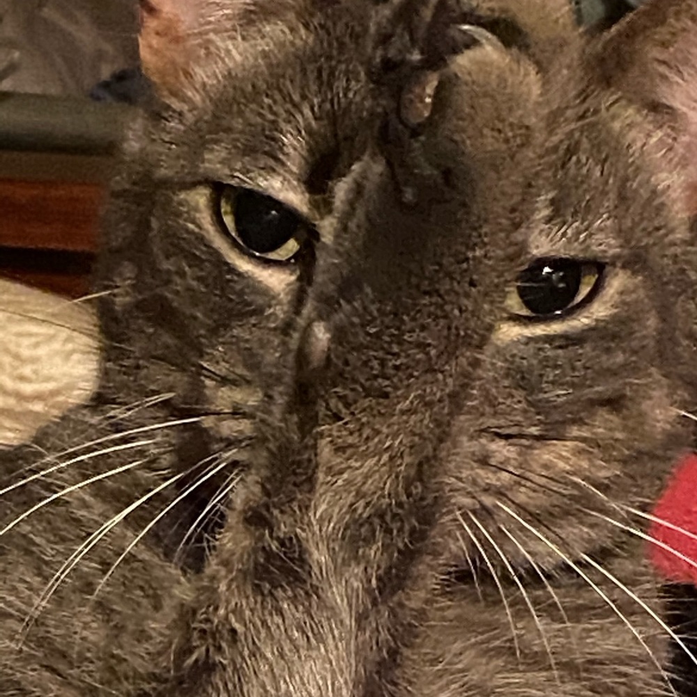 Meet your Posher, Dawn